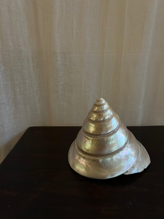 Vintage Trochus Niloticus Shell