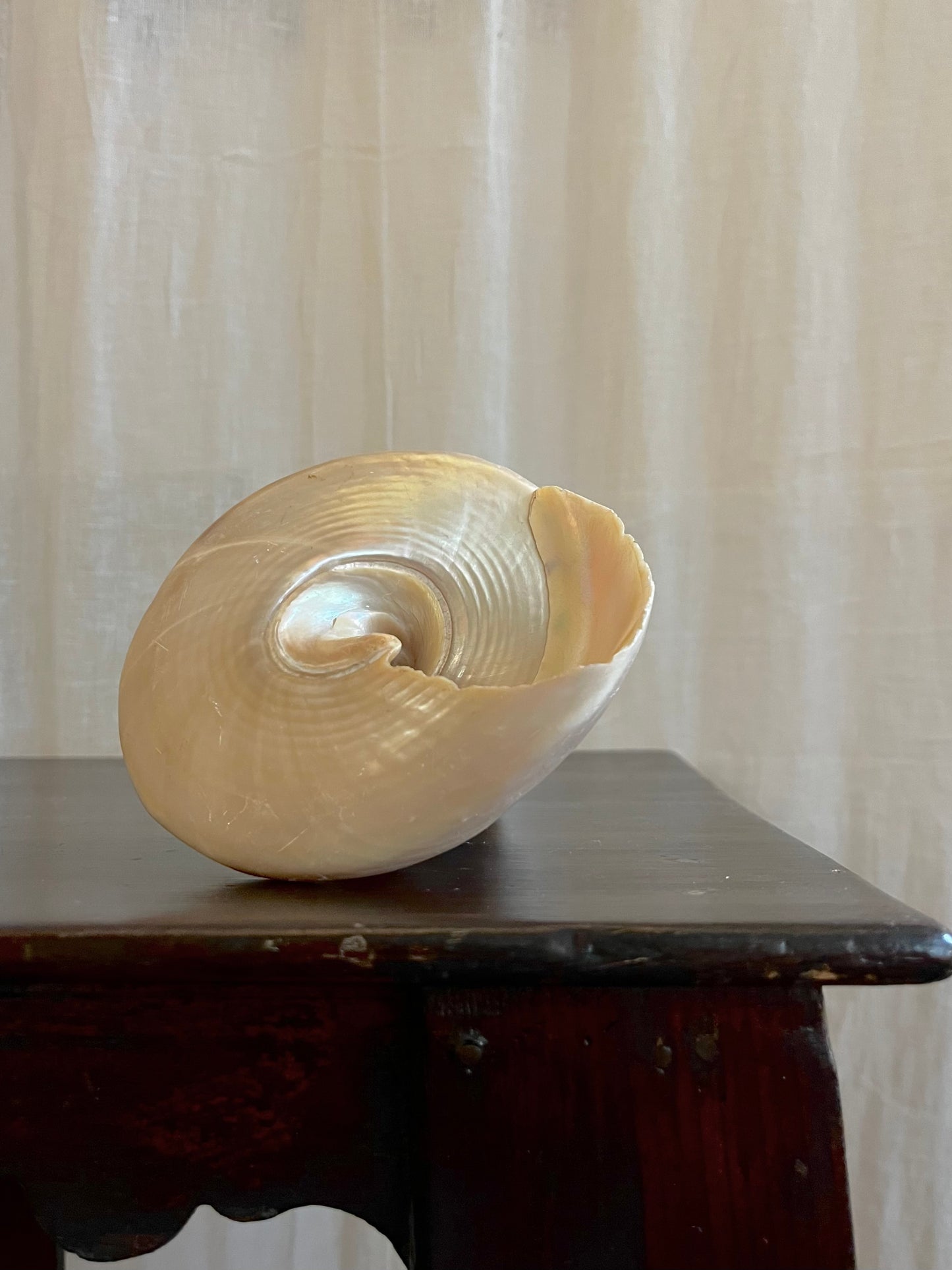 Vintage Trochus Niloticus Shell