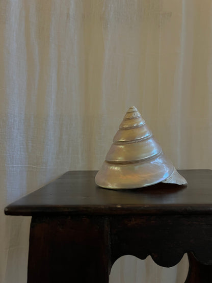Vintage Trochus Niloticus Shell