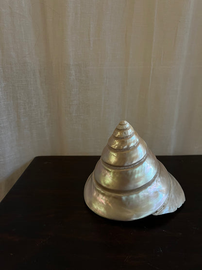 Vintage Trochus Niloticus Shell