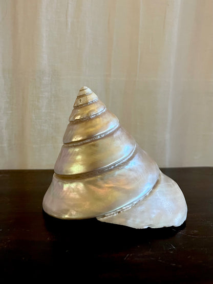 Vintage Trochus Niloticus Shell