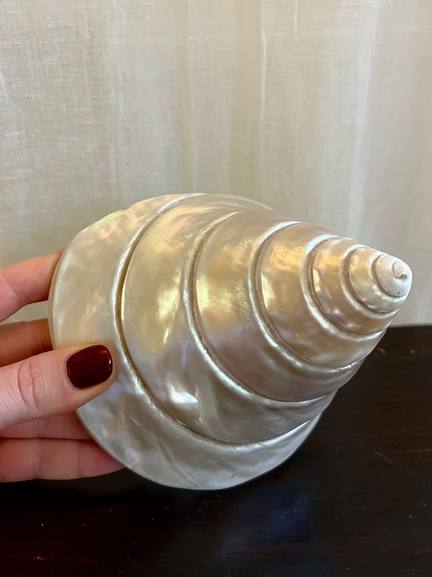 Vintage Trochus Niloticus Shell