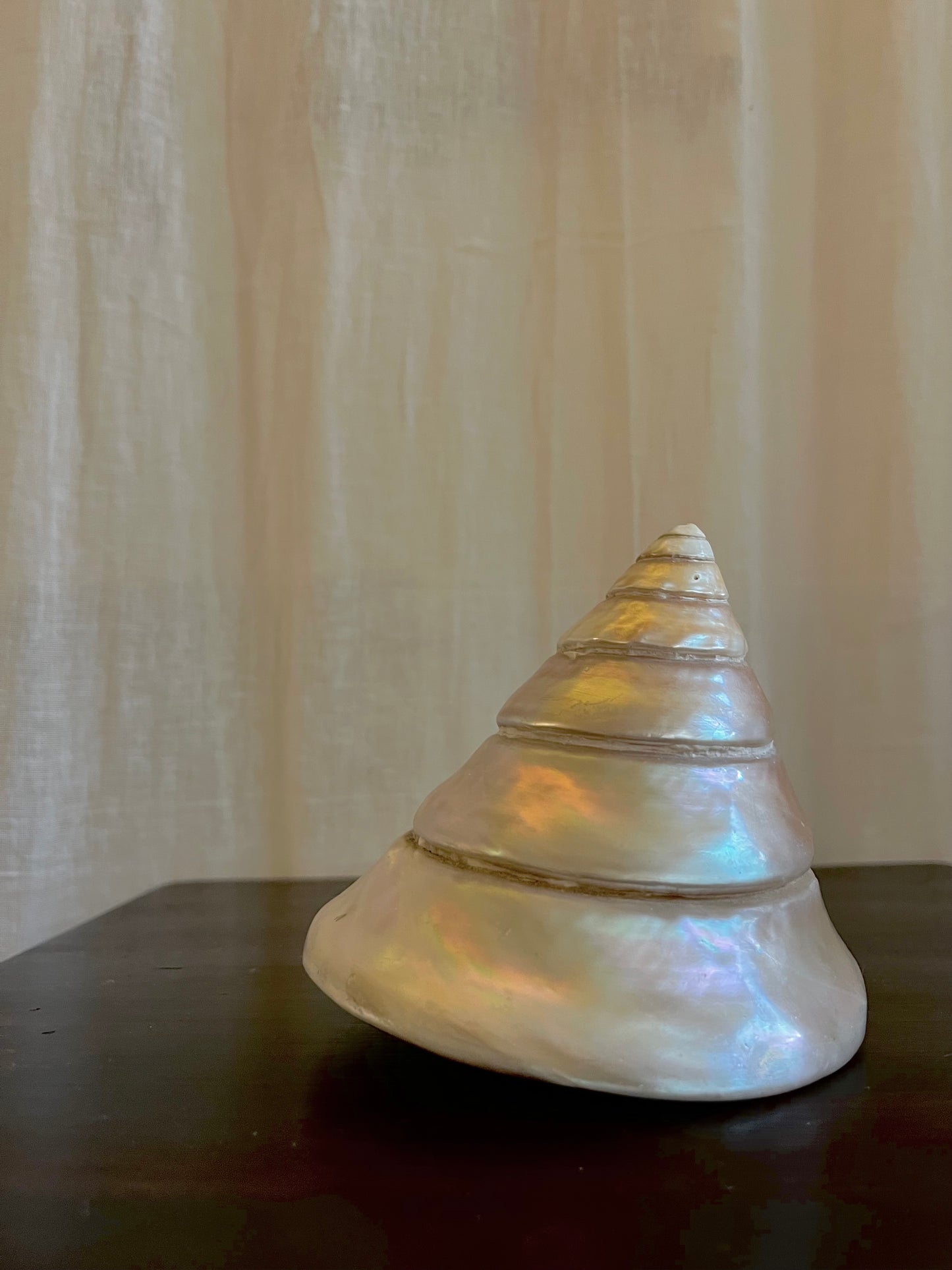 Vintage Trochus Niloticus Shell